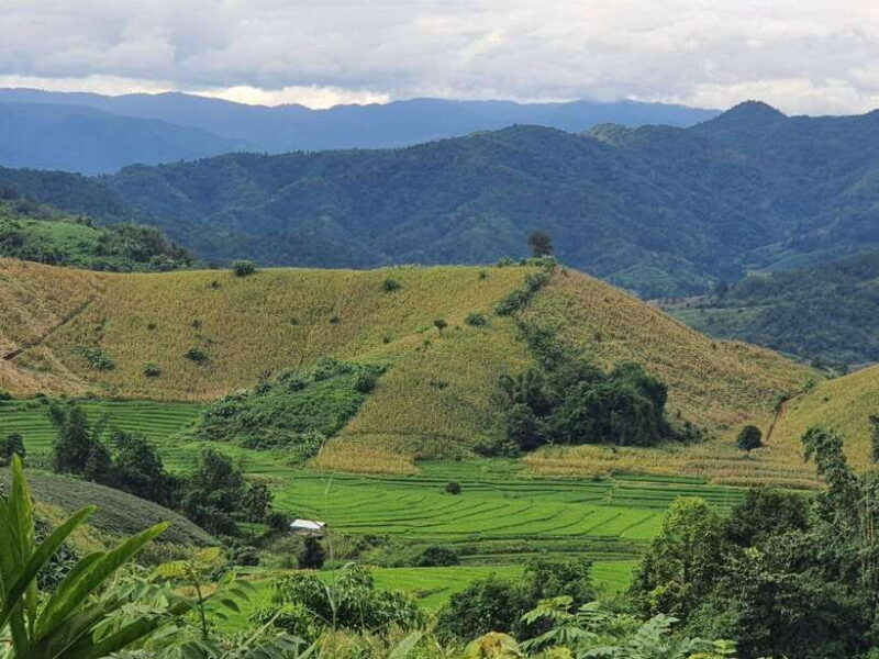 Chiang Rai Jungle Trek & Bamboo Tube Cooking Adventure - FAQ