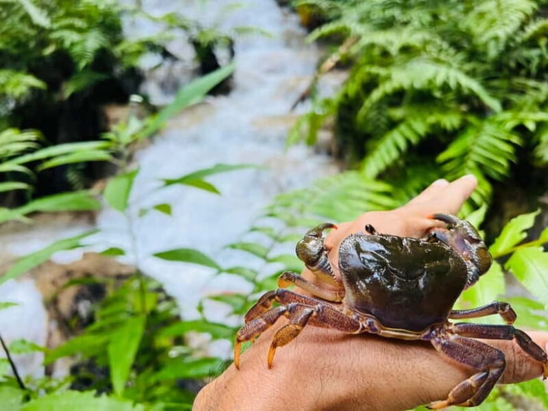 Chiang Rai: The Adventure of Trekking & Bamboo Cooking - A Deep Dive into the Tour Experience