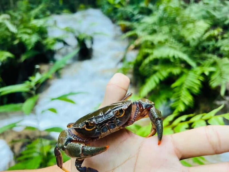 Chiang Rai: The Adventure of Trekking & Bamboo Cooking - Practical Details and Value