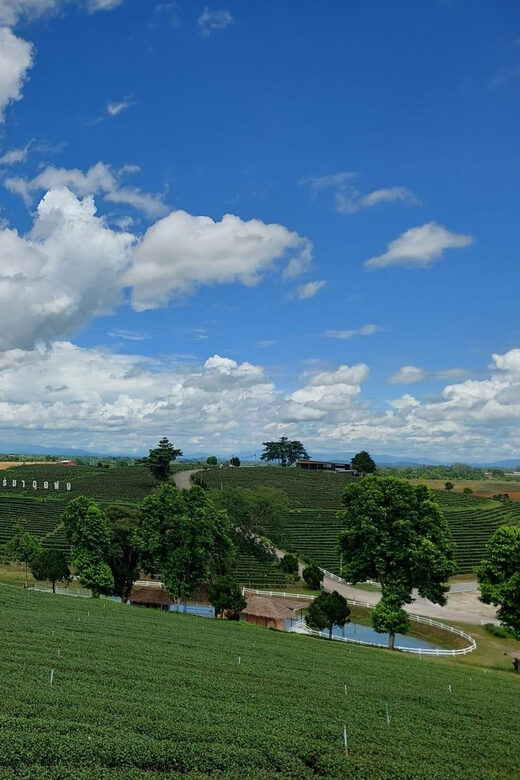 Chiang Rai: Top Temples & Signature Attractions ~Free Buffet - Key Points