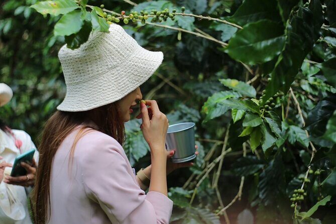 Chiangmai Coffee Farm Tour - Chiangmai Coffee Farm Tour — A Deep Dive into Thailand’s Coffee Culture