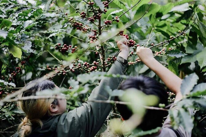 Chiangmai Coffee Farm Tour - Key Points