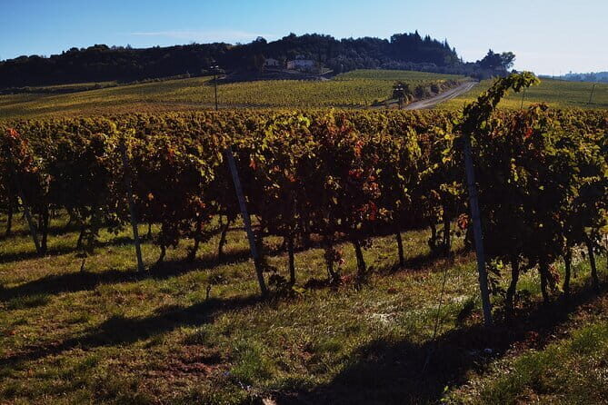 Chianti Classico E-bike Tour - Tasting Time: Wine and Olive Oil at Fattoria Ammirabile