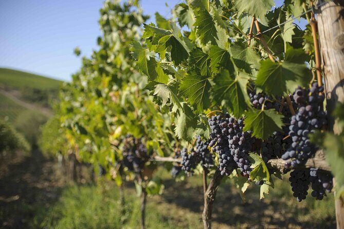 Chianti Classico wine Tour and Tasting - Who Will Love This Tour?
