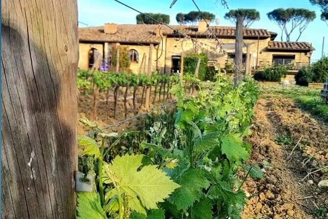 Chianti Classico wine Tour and Tasting - Final Impression