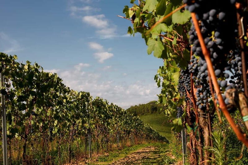 Chianti Colli Fiorentini Winery Tour 18km from Florence - Chianti Colli Fiorentini Winery Tour 18km from Florence