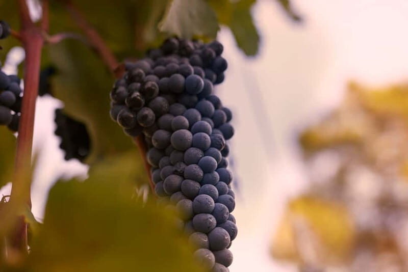 Chianti Colli Fiorentini Winery Tour 18km from Florence - Who Is This Tour Best For?