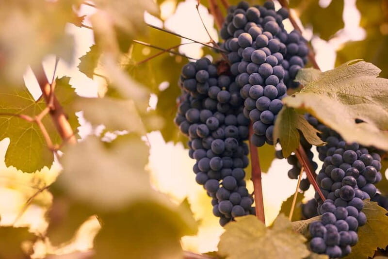 Chianti Colli Fiorentini Winery Tour 18km from Florence - Final Thoughts