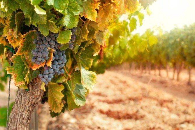 Chianti Half-Day Wine Tour in the Tuscan Hills Small Group from Lucca - Key Points