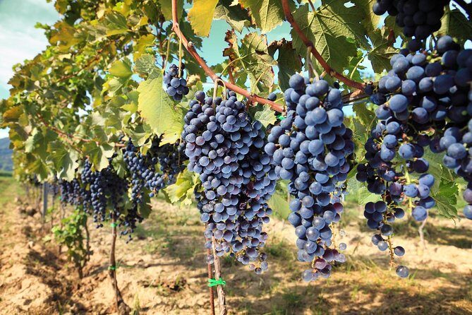 Chianti Half-day Wine Tour in the Tuscan's Hills from Pisa - FAQ