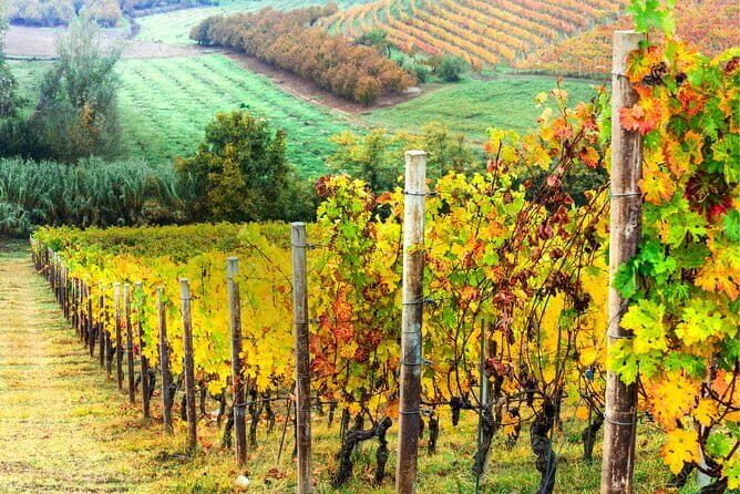 Chianti Lovers Private Tour: 2 winery with lunch from Florence - The Wineries and Tastings