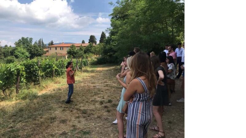 Chianti Rufina: Organic and biodynamic winery tour with tasting - Tasting and Learning: The Wines and Olive Oil
