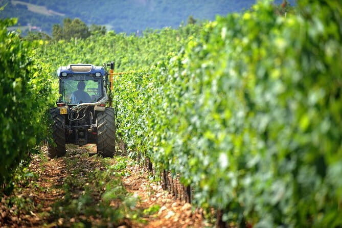 Chianti Vineyards Tours in Private Luxury Van from Florence - Discover the Charm of Chianti on a Private Luxury Tour from Florence