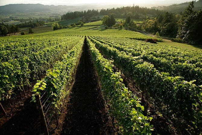Chianti Vineyards Tours in Private Luxury Van from Florence - An Authentic Taste of Tuscany: A Deep Dive into the Chianti Private Tour