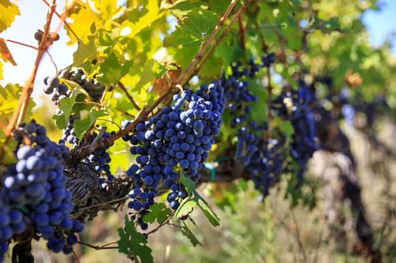 Chianti: Wine and Olive Oil Tasting with Cellar Tour - FAQ