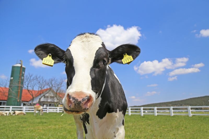 Chiba Mother Farm Ticket Tokyo - A country day out, well beyond central Tokyo