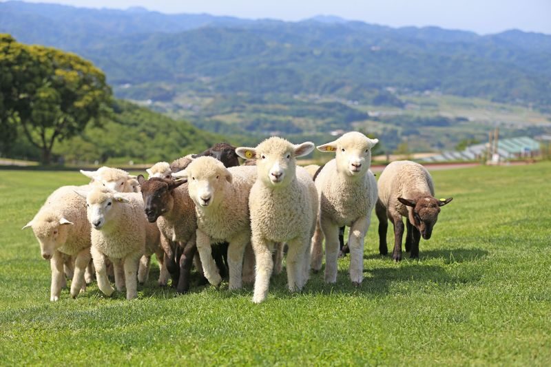 Chiba Mother Farm Ticket Tokyo - Starting with the animals and the pig race