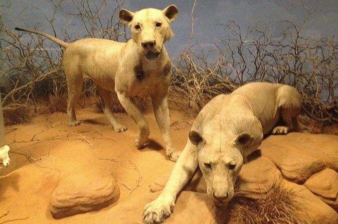 Chicago Field Museum Ticket and Audio Tour on Your Phone - Frequently Asked Questions