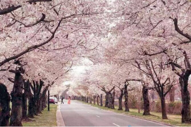 Chicago to Washington D.C. Cherry Blossom 3-Day Tour - Practical Insights and What to Expect