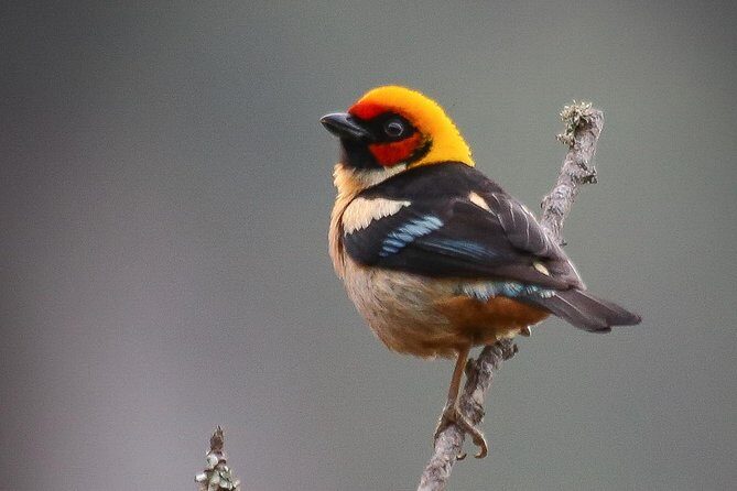 Chicaque Cloud Forest Birding - Key Points