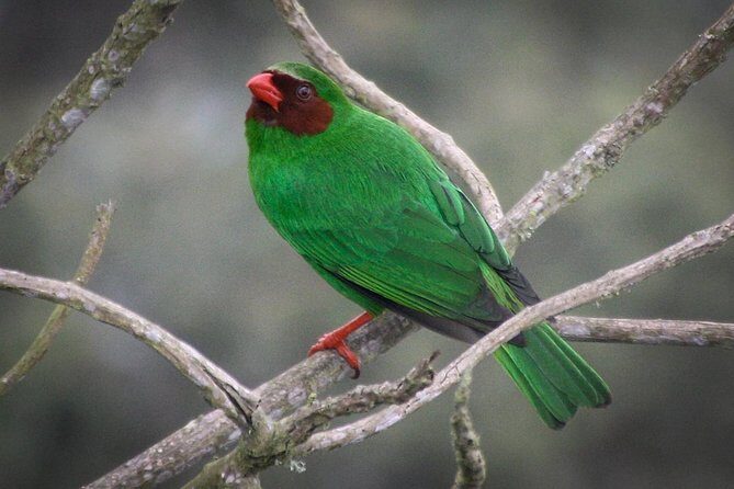Chicaque Cloud Forest Birding - Who Will Love This Tour?