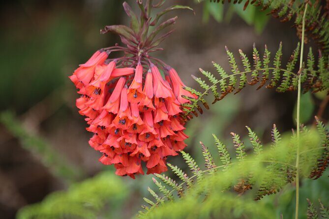 Chicaque Cloud Forest Hike - Key Points