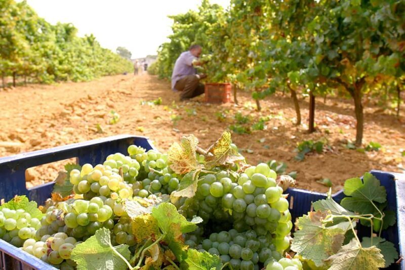 Chiclana de la Frontera: Winery Tour with Wine Tasting - Why This Tour Offers Good Value