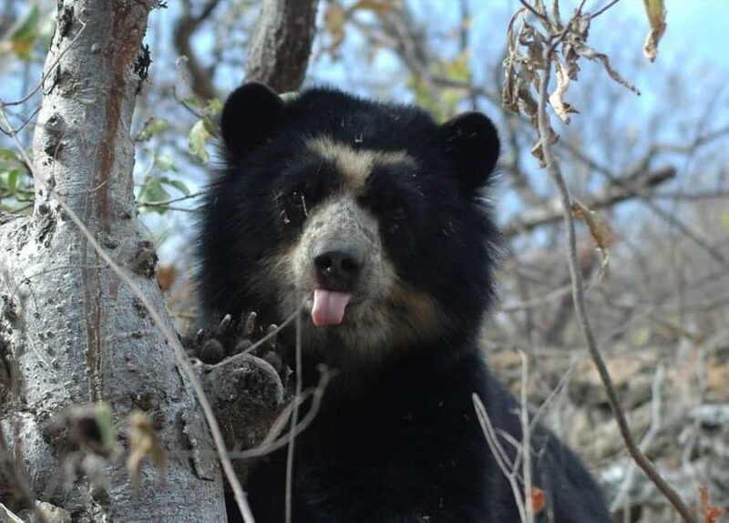 Chiclayo: Chaparri Ecological Reserve Tour - Who Will Love This Tour?