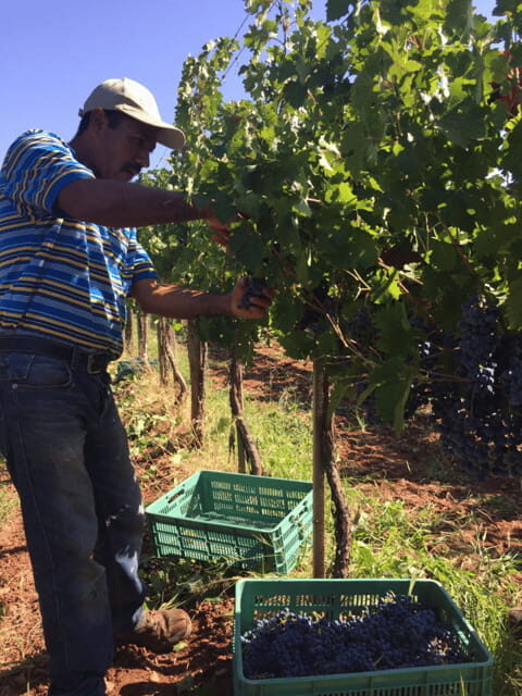 Chihuahua: Elemental Wine Experience with Tasting and Tour - Key Points