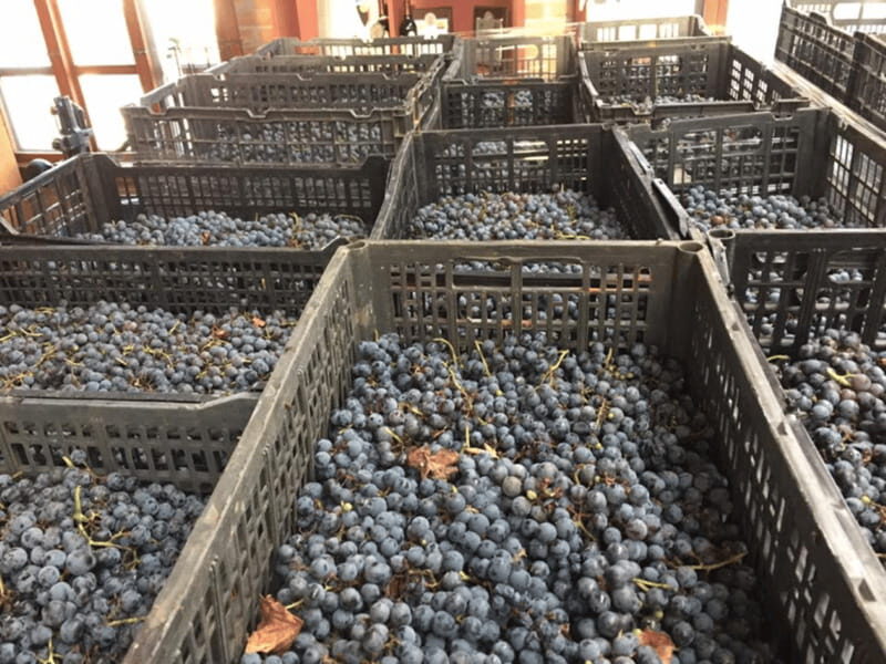 Chihuahua: Elemental Wine Experience with Tasting and Tour - Exploring the Elemental Wine Experience in Chihuahua