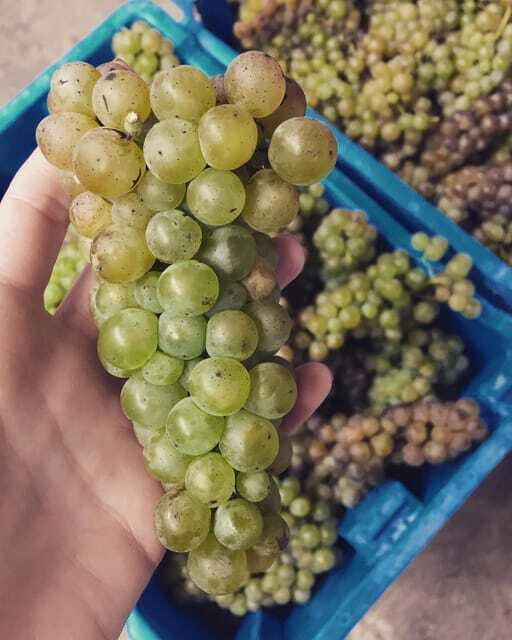 Chihuahua: Elemental Wine Experience with Tasting and Tour - Final Thoughts