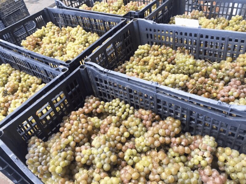 Chihuahua: Insignia Winery Wine Tasting Experience - The Experience: Authentic, Educational, and Enjoyable