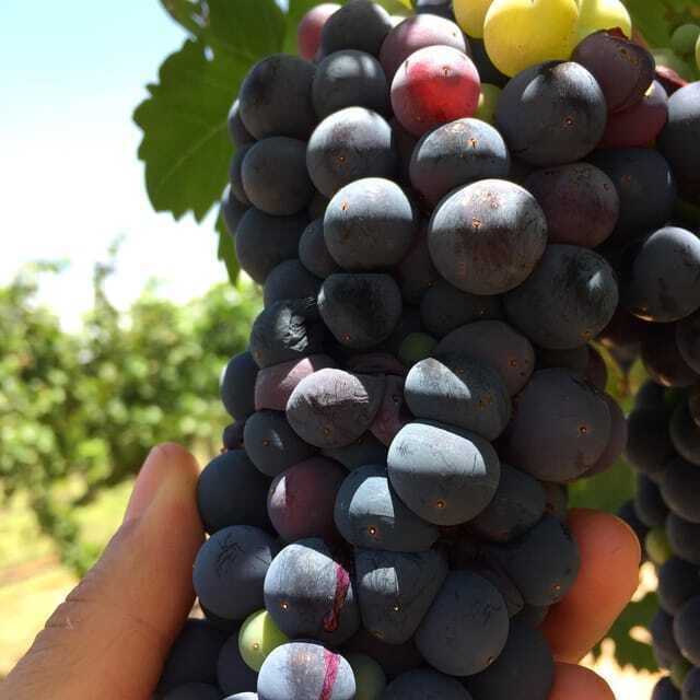 Chihuahua: Winery Tasting Experience - A Closer Look at the Chihuahua Winery Tasting Experience