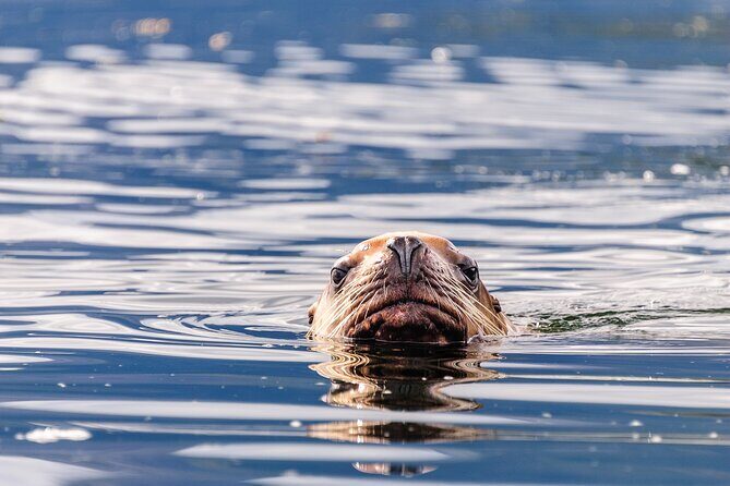 Chilkoot Lake Kayaing - Departing from Haines. - FAQs