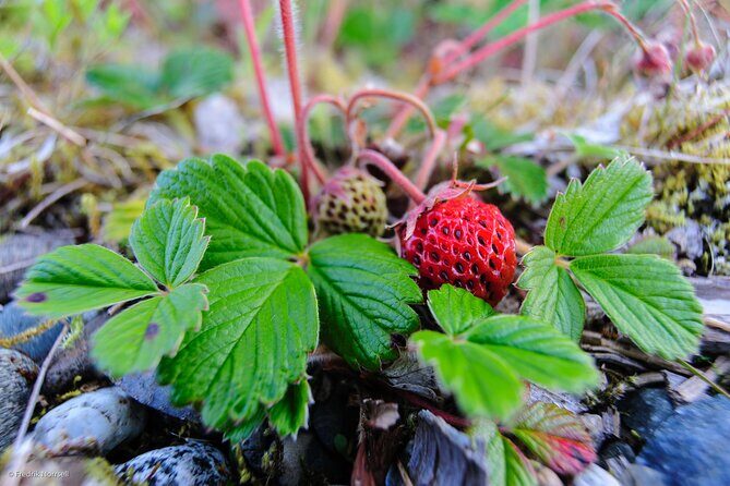 Chilkoot Lake Kayaking - Departing From Skagway - Discover Alaska’s Wilderness on a Chilkoot Lake Kayaking Tour from Skagway