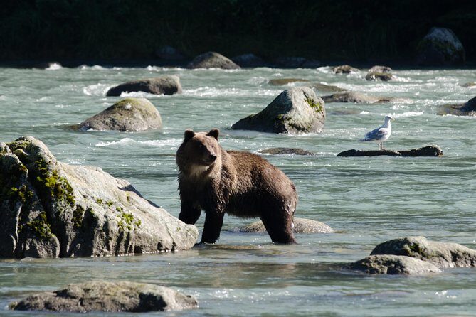 Chilkoot Wilderness and Wildlife Viewing (2.5 hrs in Haines) - Discover Alaska’s Wildlife on a 2.5-Hour Tour in Haines