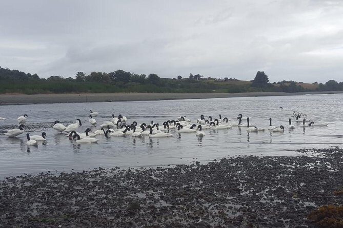 Chiloe Island - Puñihuil Tour - The Sum Up: Is This Tour Worth It?