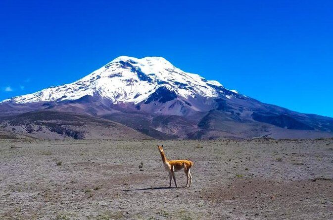 Chimborazo Volcano from Baños private day Tour - FAQ Section