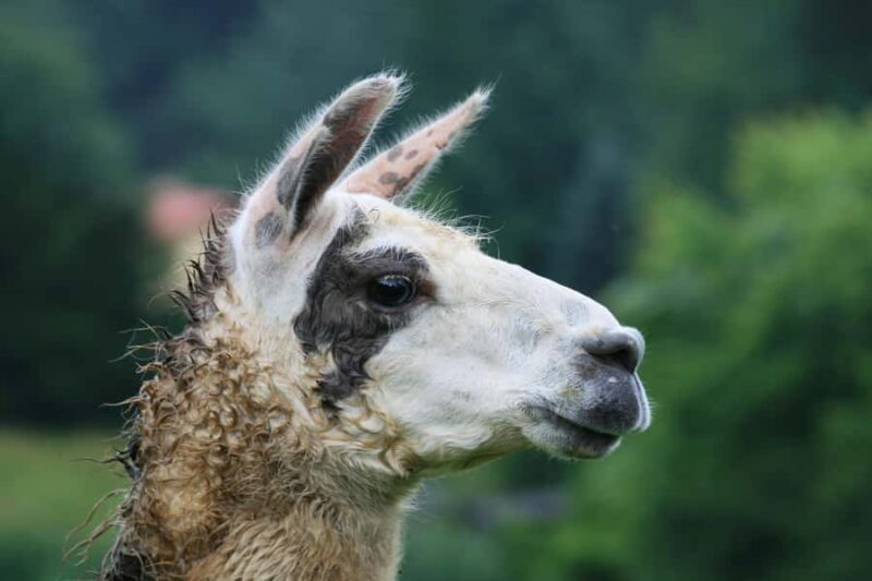 Chinchero - Maras - Moray - Ollantaytambo - Pisac and More! - The Sum Up