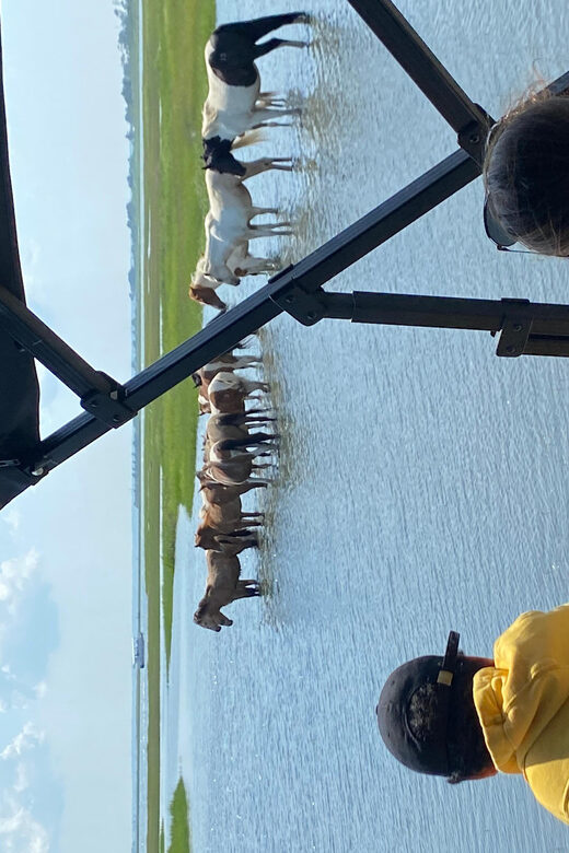 Chincoteague: Premier Pony & Wildlife Small Group Boat Tour - The Value of This Tour