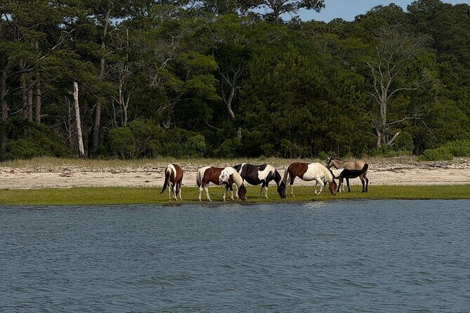 Chincoteague Wildlife Sunset Boat Tour - An In-Depth Look at the Chincoteague Wildlife Sunset Boat Tour