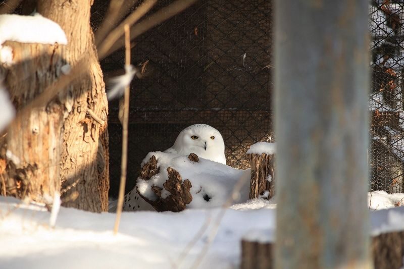 Chinese & English Guide: Hokkaido Popular Day Trip | Asahiyama Zoo & Biei Internet-Famous Trees & Shirasu Waterfall & Shirogane Blue Pond & Ningle Terrace (Sapporo Departure) - Shirogane Blue Pond: famous color, seasonal reality