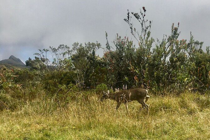 Chingaza National Park Day Tour from Bogotá: Andean Wilderness - Key Points
