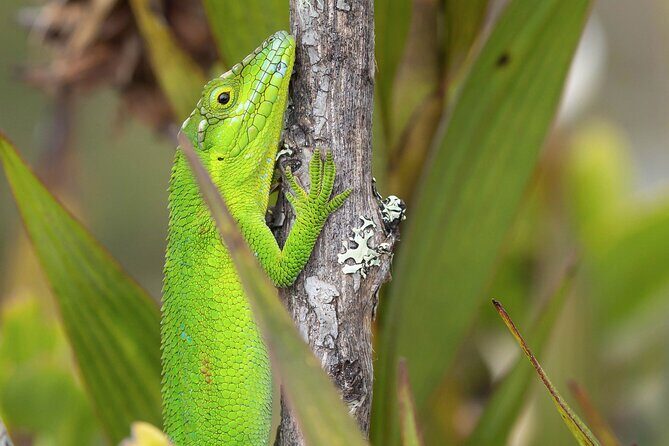 Chingaza Siecha & Cuchillas Lakes Trek - Frequently Asked Questions