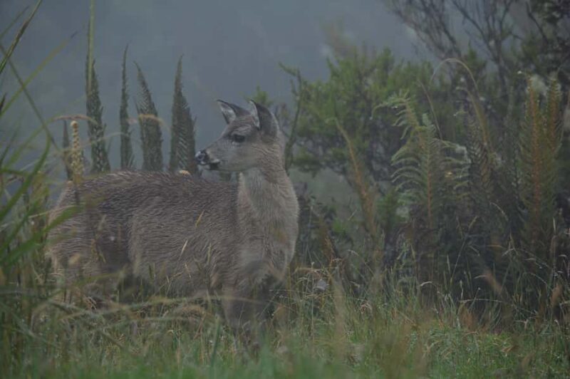 Chingaza: The Mountain of Water - Key Points