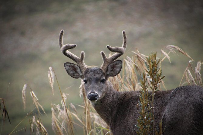 Chingaza Wildlife Páramo Adventure - The Sum Up