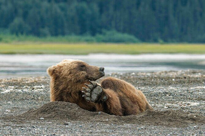Chinitna Bay Bear Viewing Flight Tour from Talkeetna - Key Points