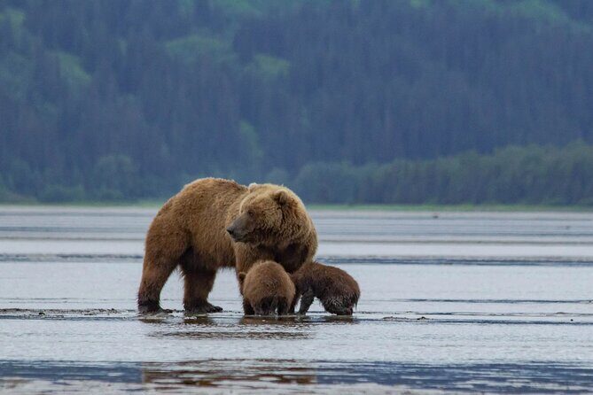 Chinitna Bay Bear Viewing Flight Tour from Talkeetna - The Sum Up: Who Will Benefit from This Tour?