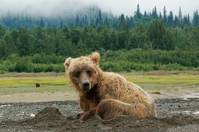 Chinitna Bay Bear Viewing Flight Tour from Talkeetna - FAQ about the Chinitna Bay Bear Viewing Flight Tour