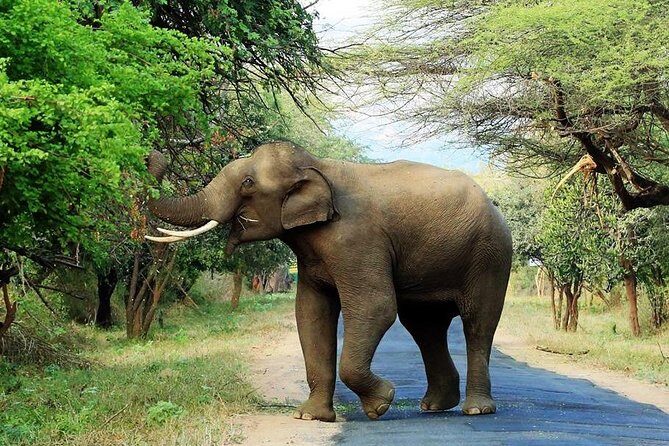 Chinnar Wild-life Visiting Tour (Eravikulam National Park) - A Deep Dive into the Chinnar Wildlife Visiting Tour